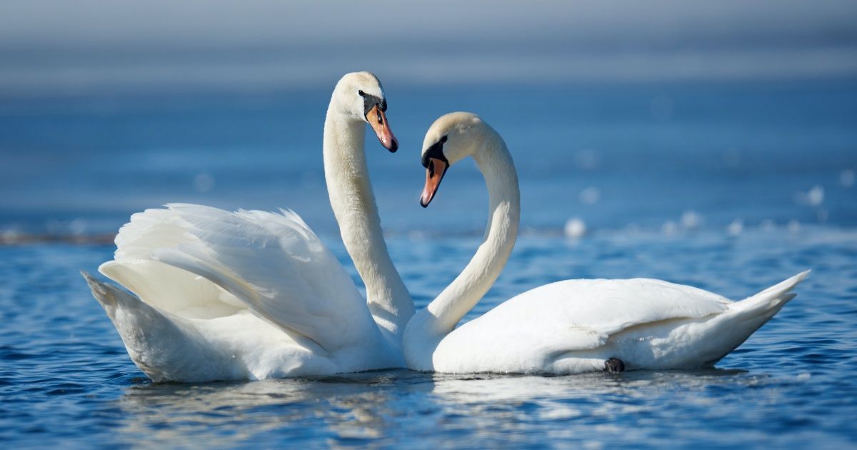 Valentine's Day Nature Talk at Tralee Bay Wetlands Eco & Activity Park