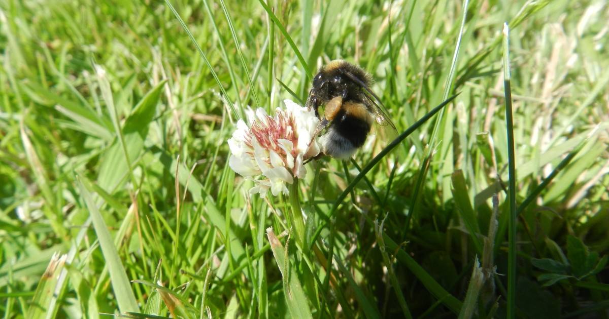Bee Survey