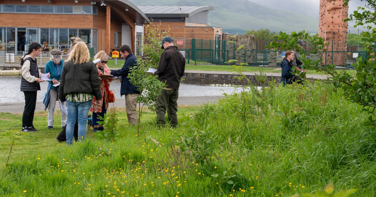 Bee Survey