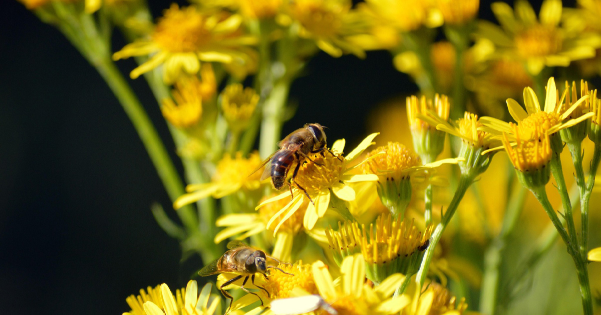 Bee Survey