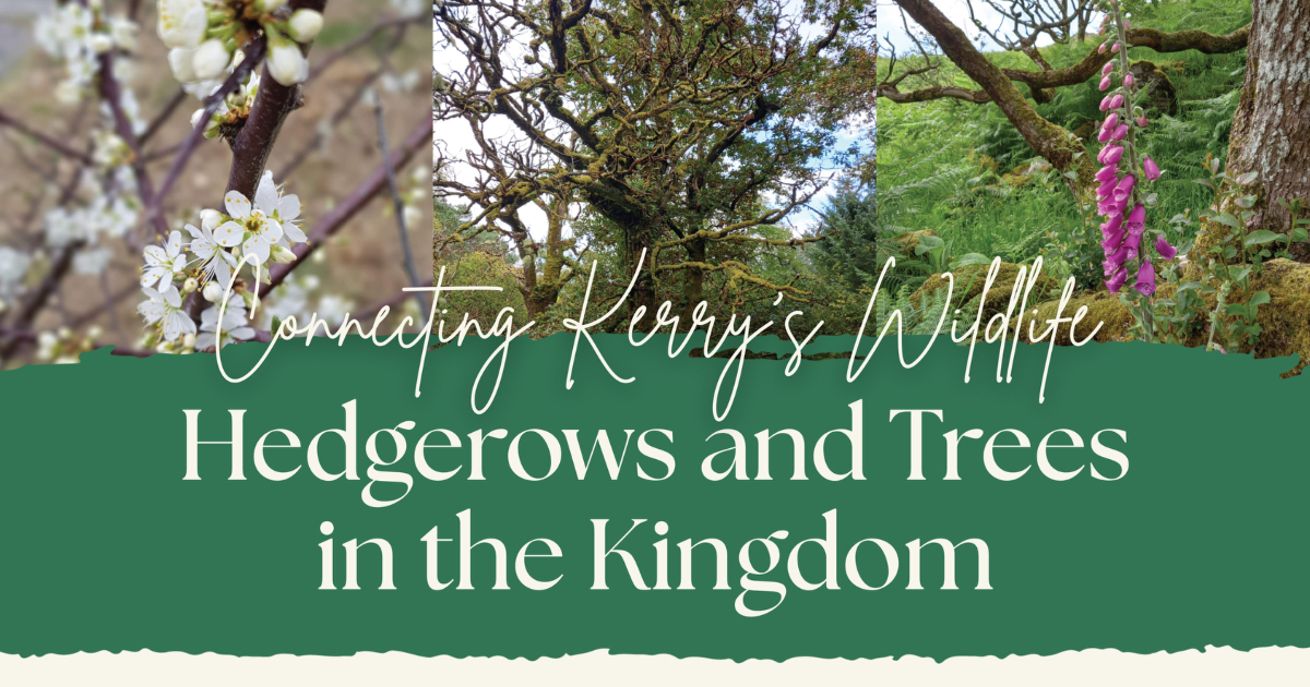 Connecting Kerry's Wildlife: Trees and Hedges in the Kingdom