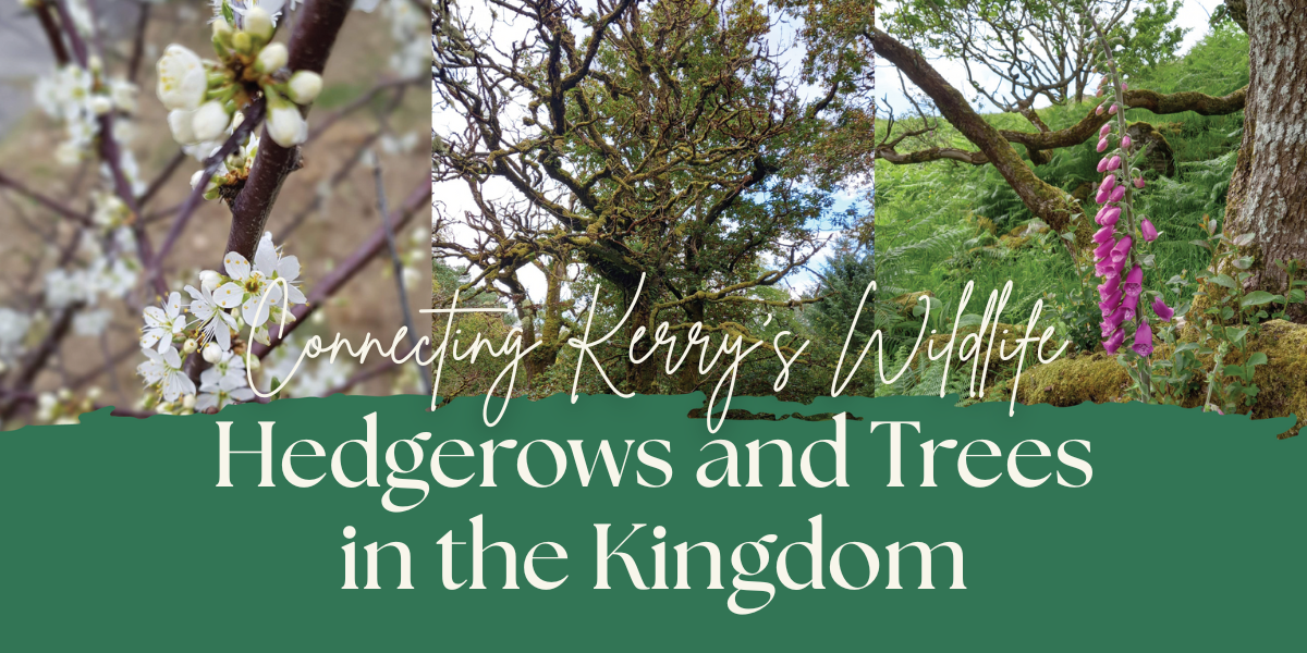 Connecting Kerry’s Wildlife: Hedgerows & Trees in the Kingdom