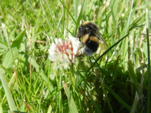 Bee Survey