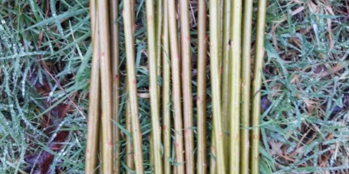 Wild Willow - Natural Ornament Making
