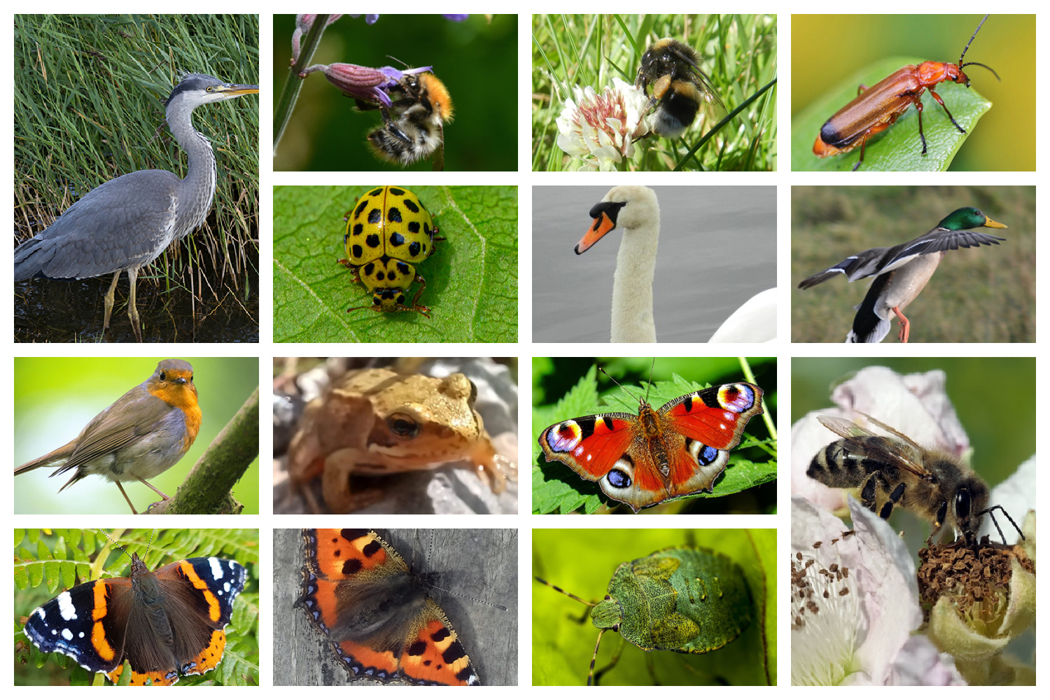Wildlife Survey