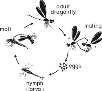 Lifecycle of a Dragonfly