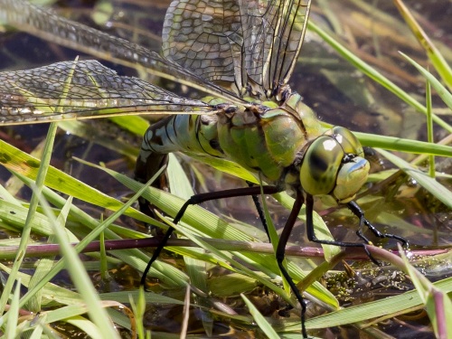Emperor Dragonfly