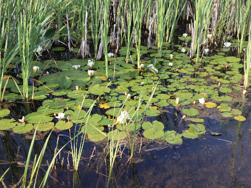 Pond Habitat at Tralee Bay Wetlands Ecology Park
