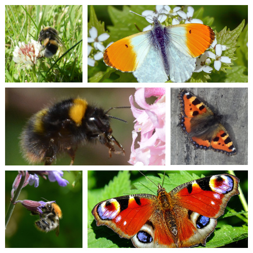 Examples of Pollinators